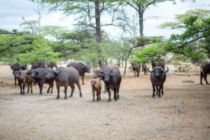 Buffalos in Selous, Zanzibar