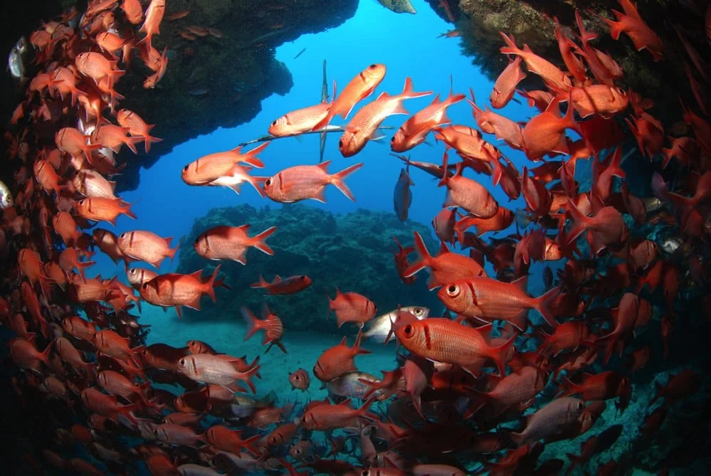 Dive sites cabo verde