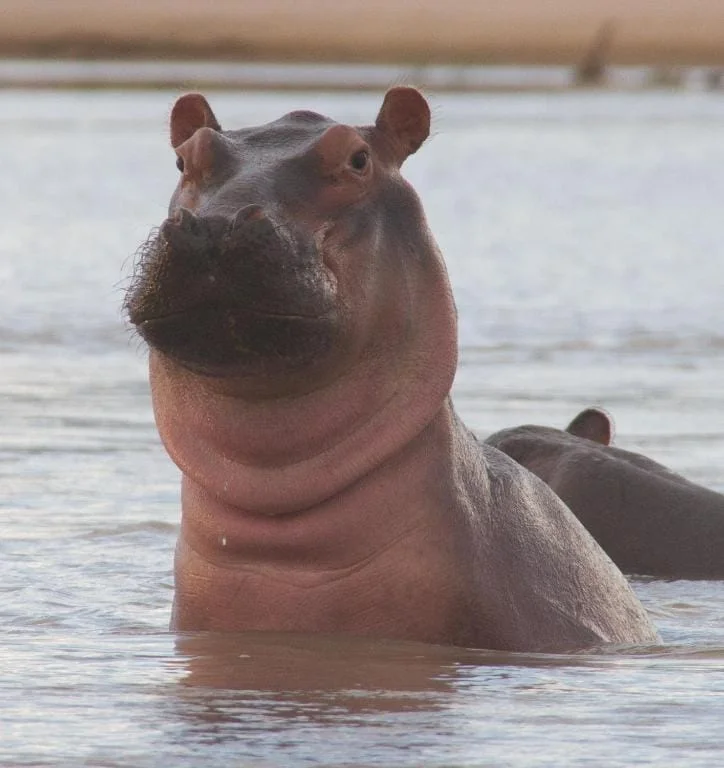 hipopotamo en Zanzibar / zanzibar Hippo