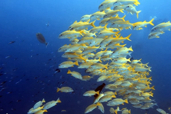 Shoal of fish / Banco de peces Zanzibar