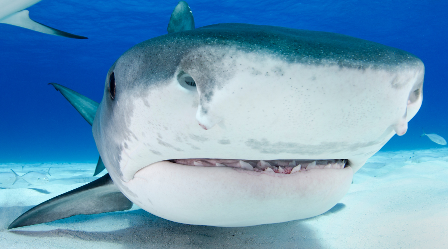 Tiger shark Maldives