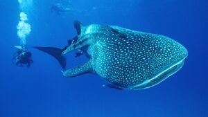 Le 7 migliori destinazioni al mondo per immergersi con gli squali