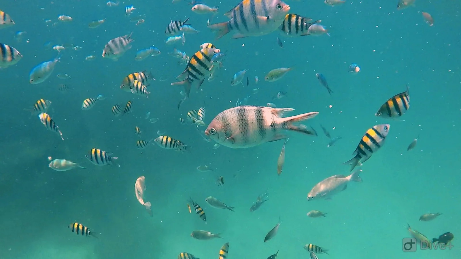 Fish in Zanzibar