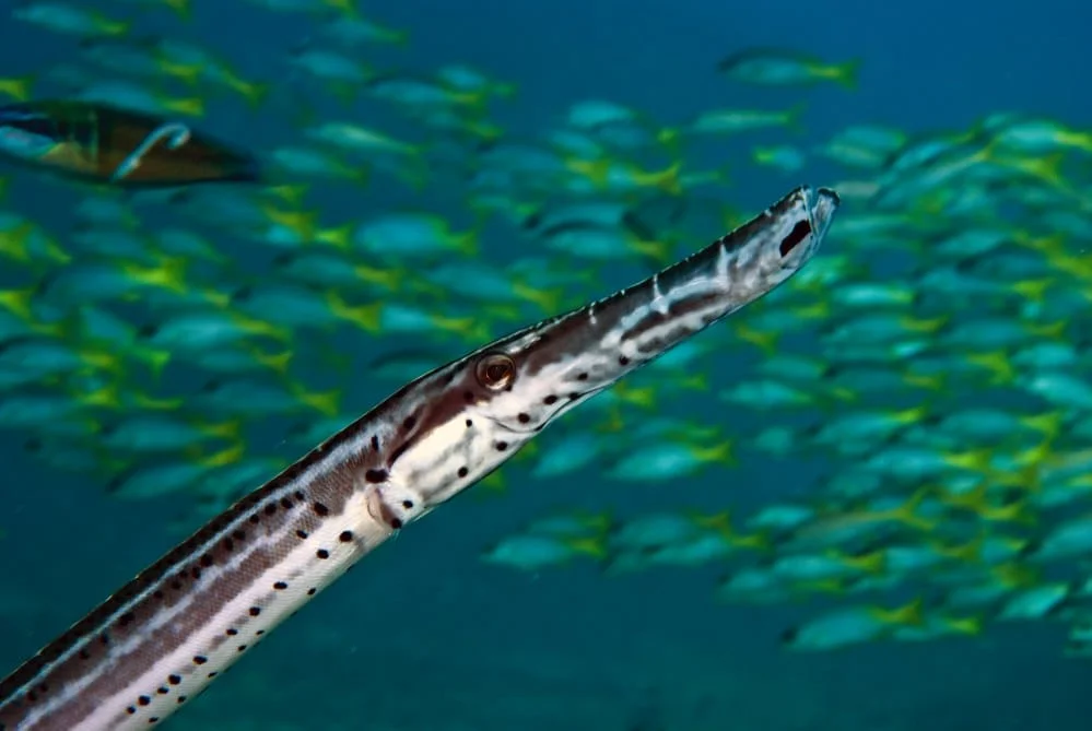 Pipe fish. Marine life Cabo Verde