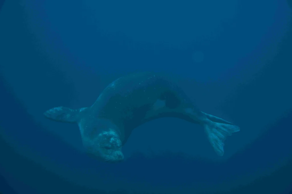 Mediterranean monk seal underwater near Desertas Islands, Madeira