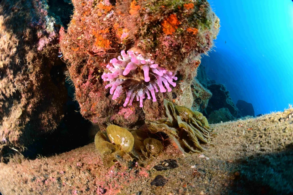Pink sea anemone on volcanic reef in Madeira