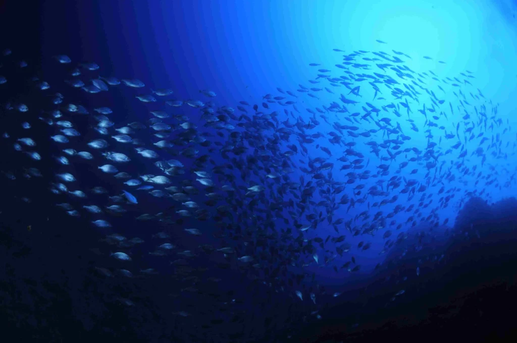 School of fish moving through clear blue water in Madeira